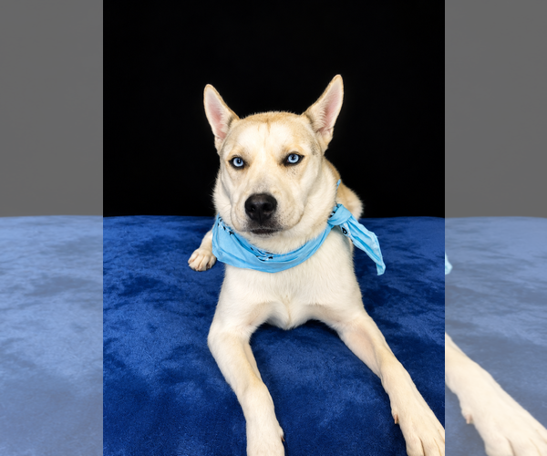 Medium Photo #2 Siberian Husky Puppy For Sale in Mt. Laurel, NJ, USA