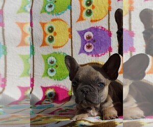French Bulldog Puppy for sale in TAMPA, FL, USA