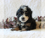 Small Photo #1 Bernedoodle-Poodle (Miniature) Mix Puppy For Sale in NARVON, PA, USA