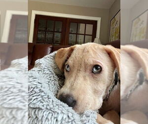 Catahoula Leopard Dog-Unknown Mix Dogs for adoption in Oakhurst, NJ, USA