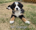 Small Photo #30 Bernese Mountain Dog Puppy For Sale in SALMON, ID, USA