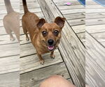Small #1 Chiweenie