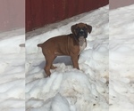 Small Photo #6 Boxer Puppy For Sale in AFTON, WY, USA