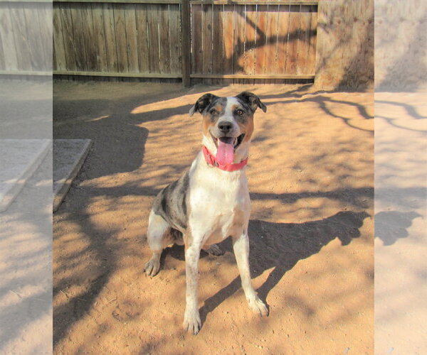 Medium Photo #1 Catahoula Leopard Dog Puppy For Sale in Apple Valley, CA, USA