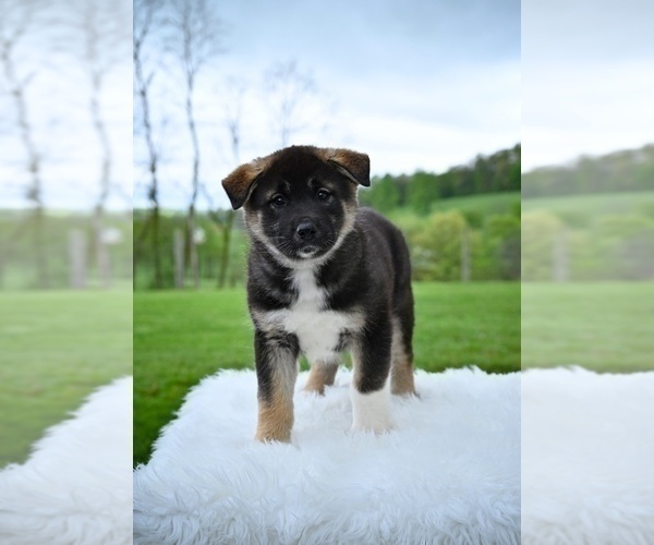 Medium Photo #7 Akita Puppy For Sale in MILLERSBURG, OH, USA