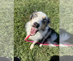 Border Collie Dogs for adoption in Highland, IL, USA