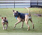 Small #2 Mutt
