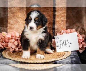 Bernese Mountain Dog Puppy for Sale in BIRD IN HAND, Pennsylvania USA