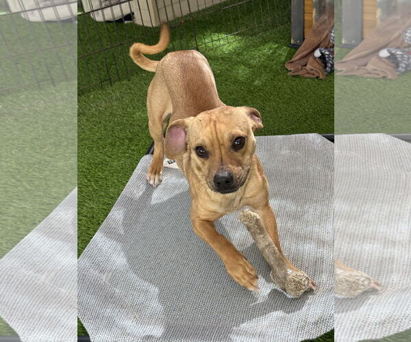 Medium Photo #7 Chiweenie Puppy For Sale in Imperial Beach, CA, USA