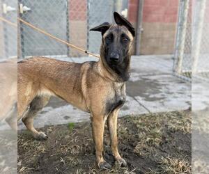 Mutt Dogs for adoption in Modesto, CA, USA