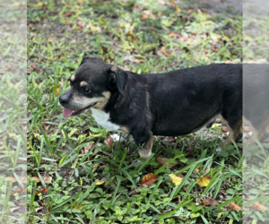 Wally - Male Dachshund-Unknown Mix Dog for Adoption - Photo #4