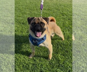 Pug Dogs for adoption in Lake Elsinore, CA, USA