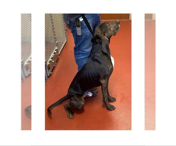Medium Photo #5 Plott Hound-Unknown Mix Puppy For Sale in Westminster, MD, USA