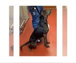 Small #4 Plott Hound Mix