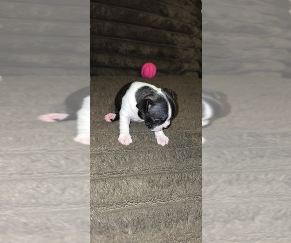 Medium Photo #1 Boston Terrier Puppy For Sale in MITCHELL, IN, USA