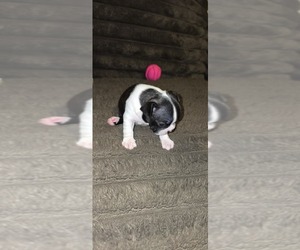 Boston Terrier Puppy for sale in MITCHELL, IN, USA