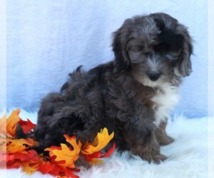 Poodle (Miniature)-Sheepadoodle Mix Puppy for sale in FREDERICKSBURG, OH, USA