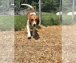 Mutt Dogs for adoption in Silver Spring, MD, USA