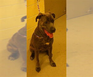 Mutt Dogs for adoption in Sanford, FL, USA