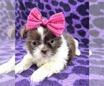 Small Shih Tzu