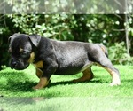 Small #13 American Bully