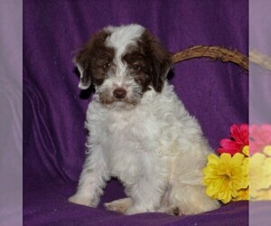 Labradoodle-Poodle (Miniature) Mix Puppy for sale in CHRISTIANA, PA, USA