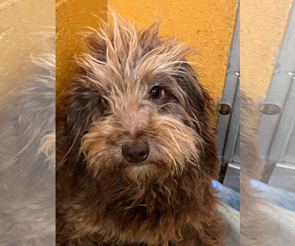 Medium Photo #9 Poodle (Miniature) Puppy For Sale in Pacolet, SC, USA
