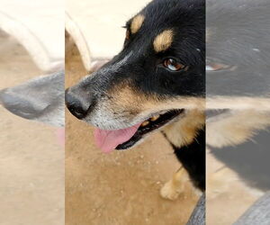 Hunter - Male Australian Kelpie Dog for Adoption - Photo #15