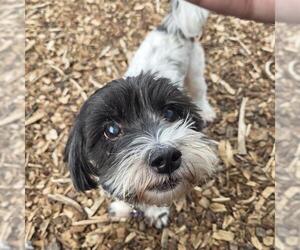 Havanese Dogs for adoption in Waterford, VA, USA