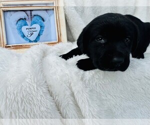 Labrador Retriever Puppy for sale in MAYSVILLE, GA, USA