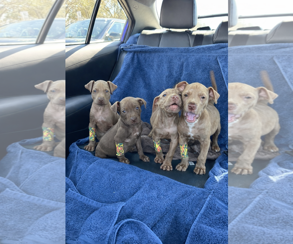 Medium Photo #5 Chihuahua-Unknown Mix Puppy For Sale in Sanford, FL, USA