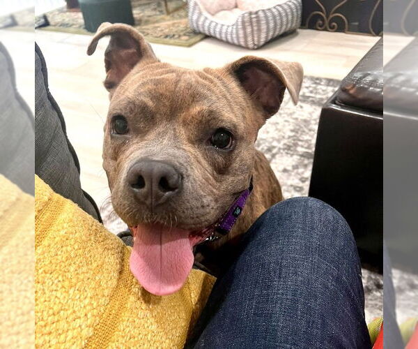 Medium Photo #7 American Staffordshire Terrier-French Bulldog Mix Puppy For Sale in San Juan Capistrano, CA, USA