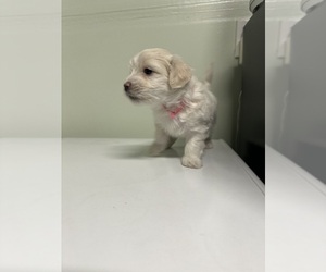Maltipoo-Poodle (Toy) Mix Puppy for sale in MODESTO, CA, USA