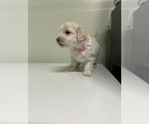 Maltipoo-Poodle (Toy) Mix Puppy for sale in MODESTO, CA, USA