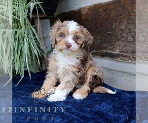 Cavapoo (Miniature) Puppy for sale in NARVON, PA, USA