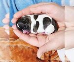 Small #8 Chihuahua