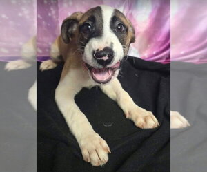 Scarecrow - Male Labrador Retriever-Unknown Mix Dog for Adoption - Photo #2