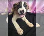 Small Photo #2 Labrador Retriever-Unknown Mix Puppy For Sale in Lakewood, CO, USA