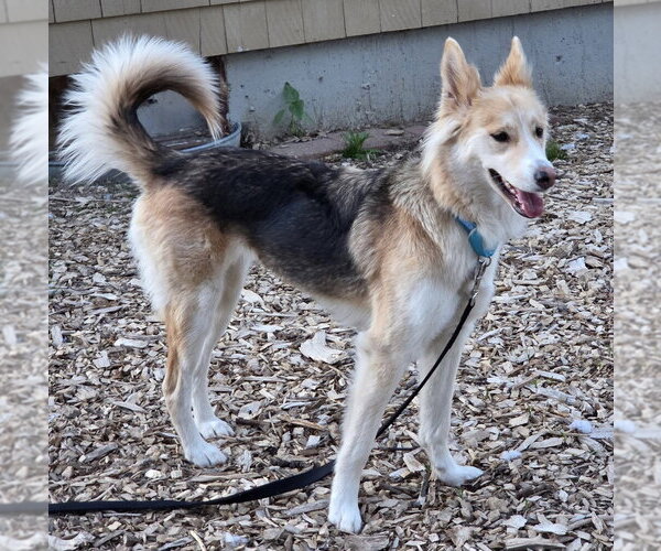 Medium Photo #9 Mutt Puppy For Sale in Oak Bluffs, MA, USA