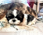 Small Photo #21 Shih Tzu Puppy For Sale in CHARLOTTE, NC, USA