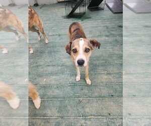 Australian Shepherd-Chihuahua Mix Dogs for adoption in garner, NC, USA