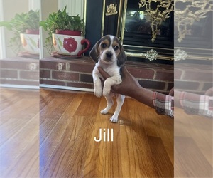 Medium Beagle