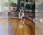 Puppy Jill Beagle