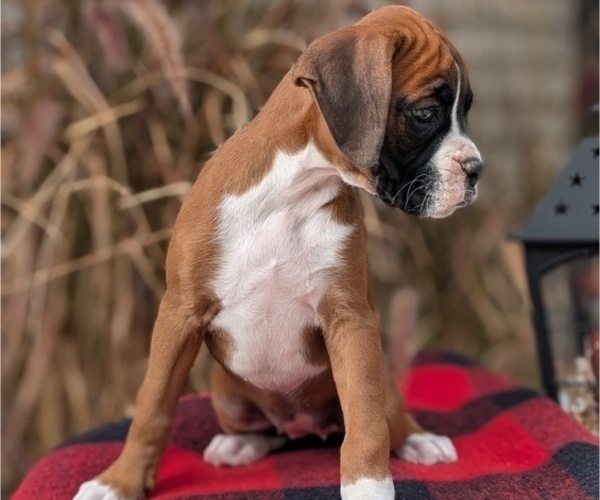 Medium Photo #19 Boxer Puppy For Sale in GOSHEN, IN, USA