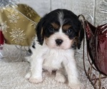Puppy Colson Cavalier King Charles Spaniel