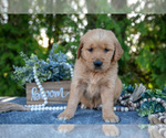 Small Photo #7 Golden Retriever Puppy For Sale in NAPPANEE, IN, USA