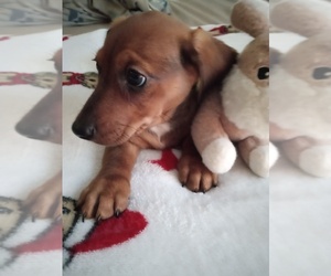 Dachshund Puppy for sale in GORDONVILLE, TX, USA