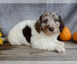 Small #3 Miniature Labradoodle