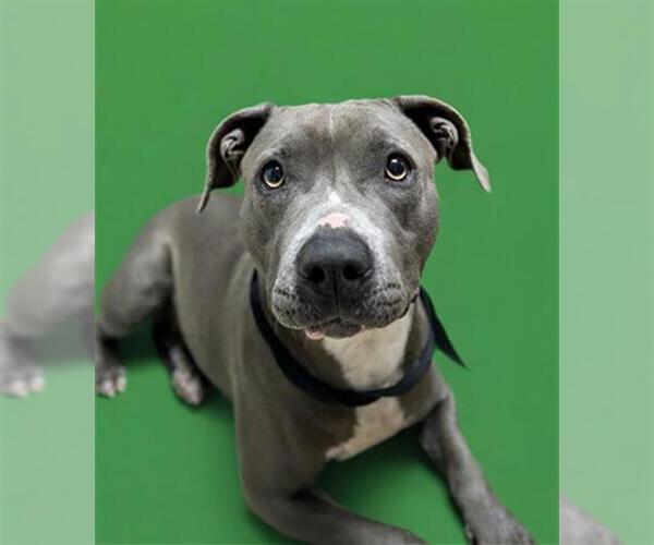 Medium Photo #1 Mutt Puppy For Sale in Redlands, CA, USA