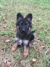 German Shepherd Dog Puppy for sale in SANFORD, FL, USA